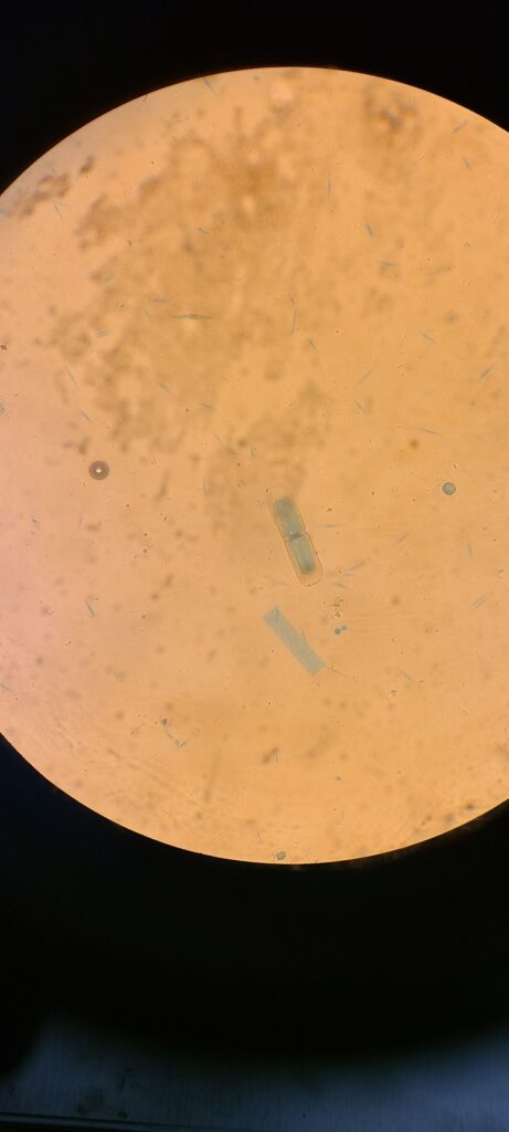 ECHO Revolve Microscope RVL-100-G | BaneBio